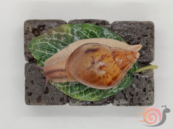 Preview: Achatina Achatina Wild